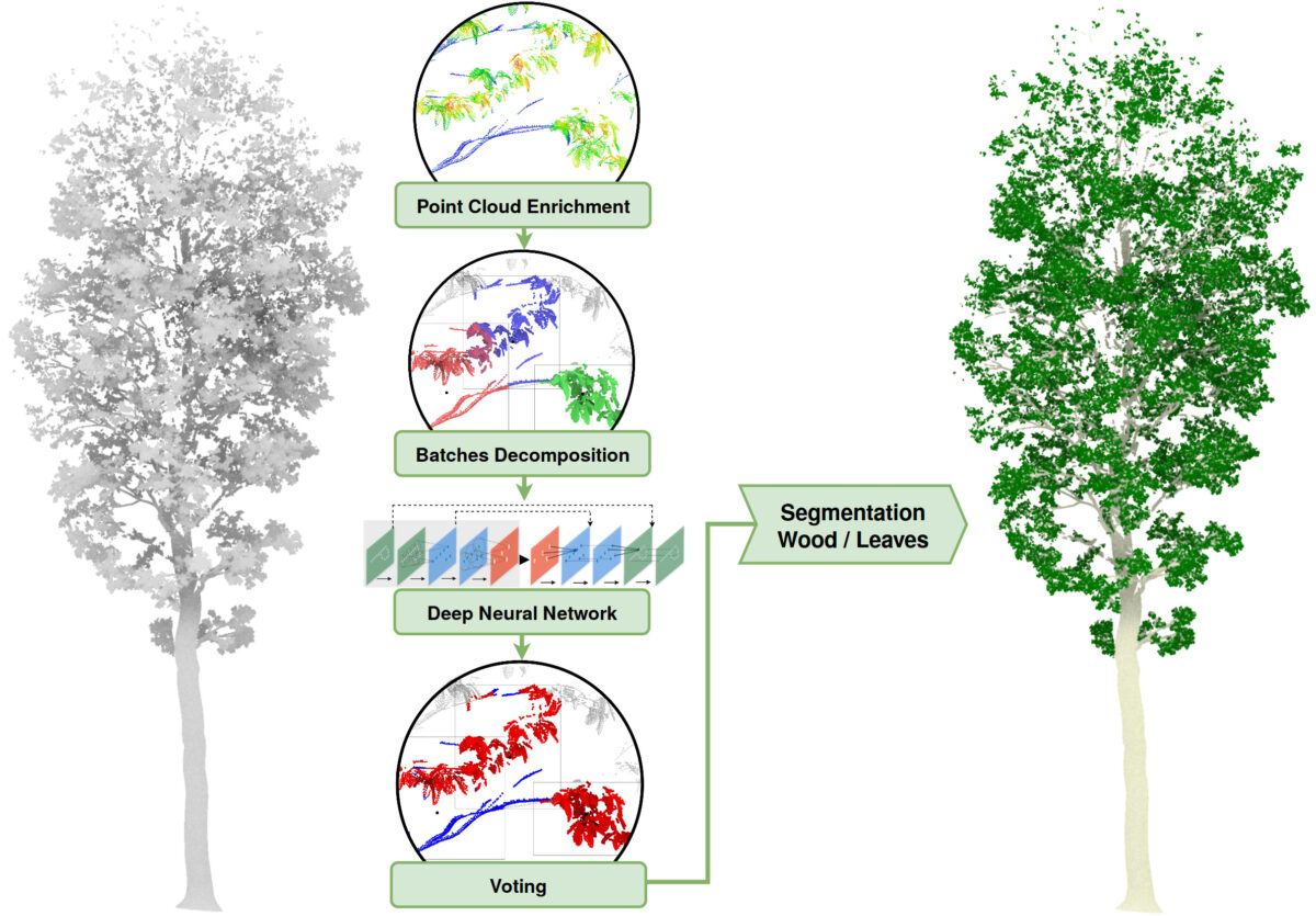 Segmentation of Unbalanced and In-homogeneous Point Clouds and Its Application to 3D Scanned Trees